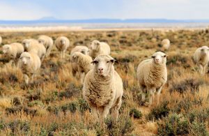 pecore-domesticazione