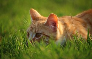 predatore-