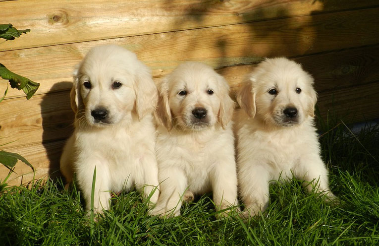 puppies-