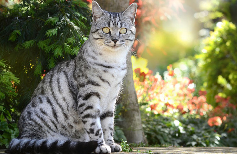 well-being-gatto