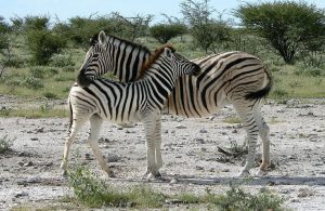 zebra-