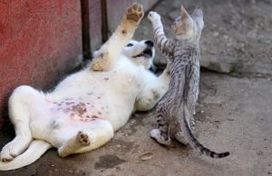 animali-gioco