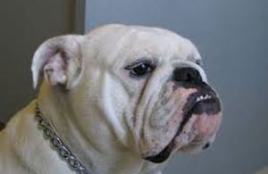 bull-