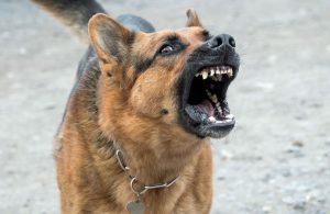 cane-aggressivo