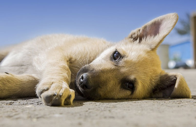 cosa-desideriamo-dal-cane