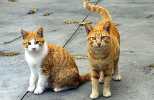 gatti-rossi