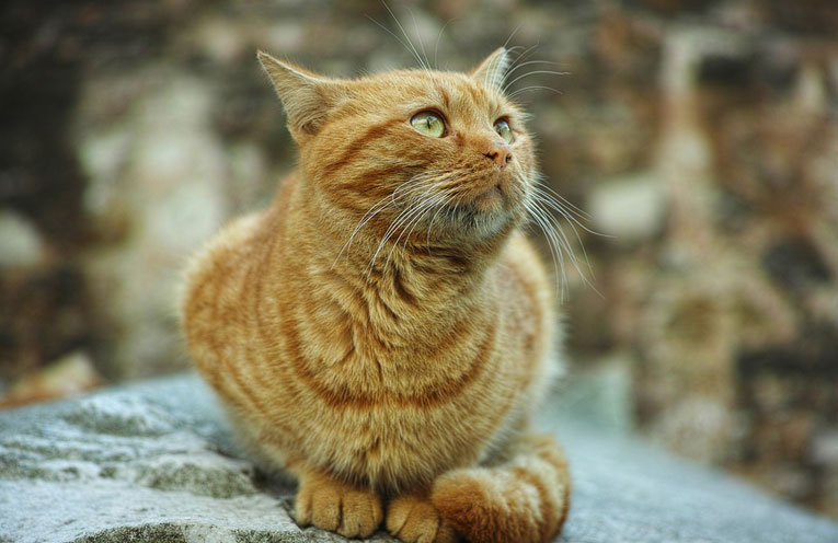 gatto-solista