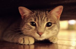 gatto-web