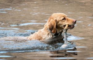 goldenretriever-