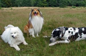 gruppo-cani