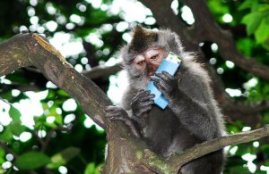 macaco-ruba