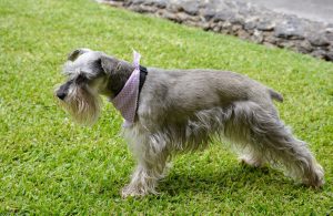 schnauzer-