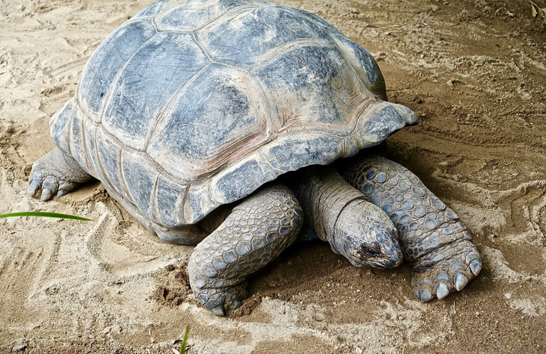 tortoise-
