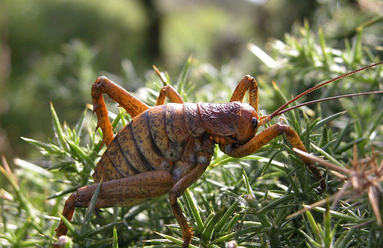 weta-gigante