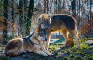 amore-lupi