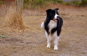 borden-