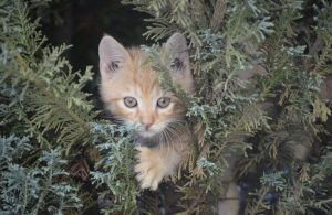diventare-gatto