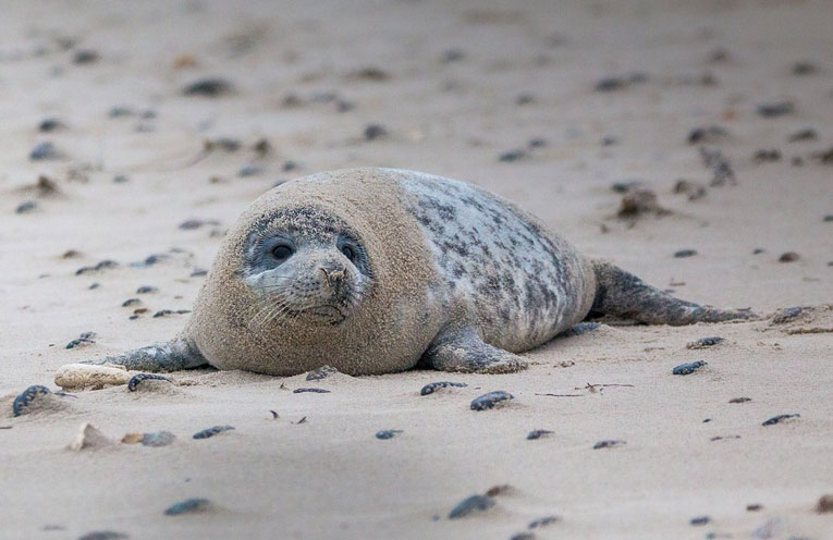 foca-grigia