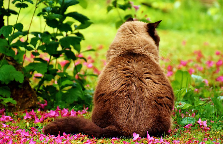 gatto-e-mondo