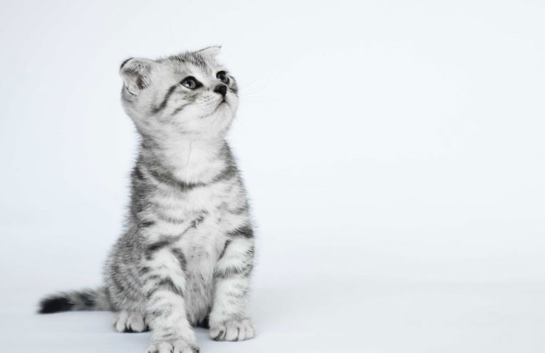 gatto-scozzese