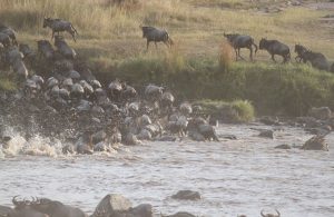 migrazione-gnu