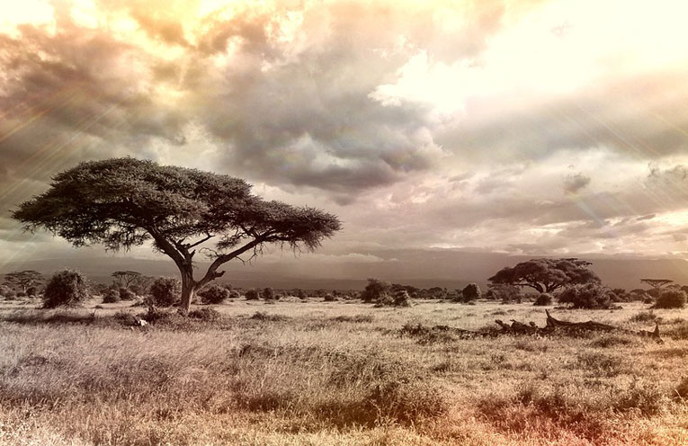 savana-africa