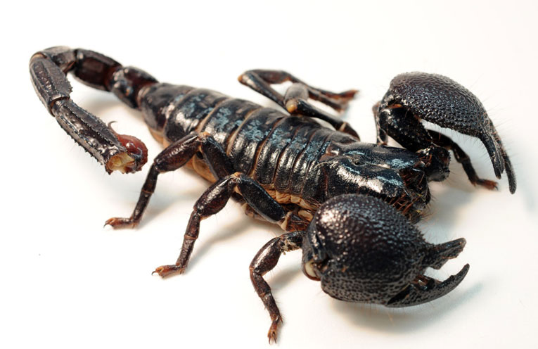 scorpione-