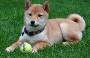 shiba-inu