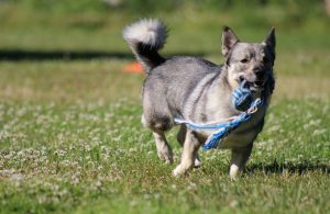 treccia-cane