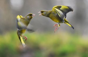volo-canarini