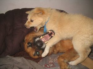 cani che giocano