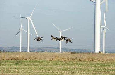 Perché gli uccelli si scontrano con oggetti costruiti dall’uomo