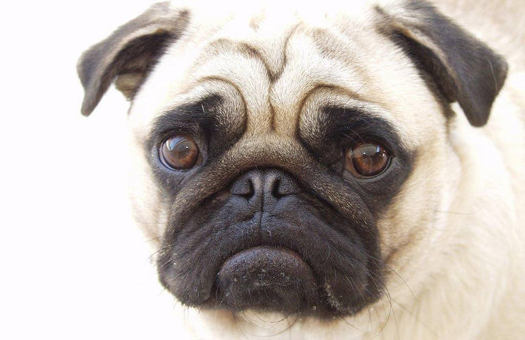 Vietare carlini e bulldog sembra l’unica via contro la sofferenza