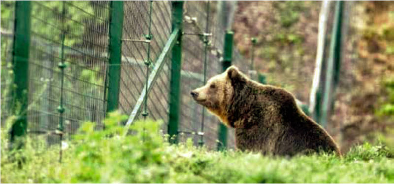 sos orsi trentino