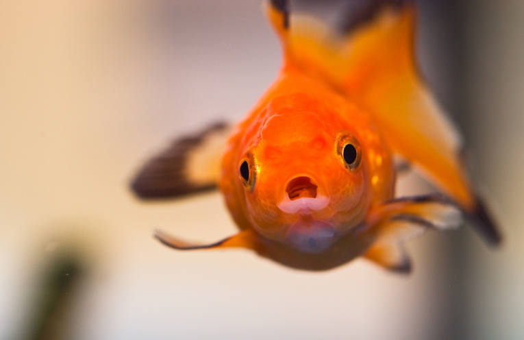 la sofferenza del pesce rosso
