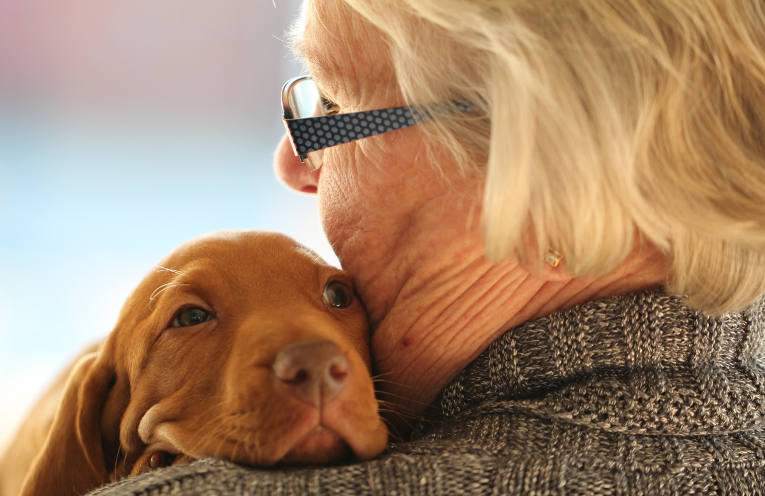 come evolve la relazione con il cane