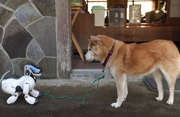 quando i robot si ispirano agli animali