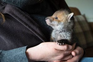 brexit cosa cambia per gli animali
