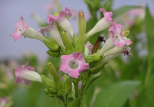 fiore di tabacco