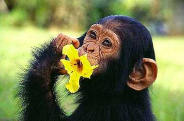 Le origini del disgusto studiate negli scimpanzé