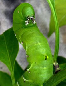 larva di manduca sexta