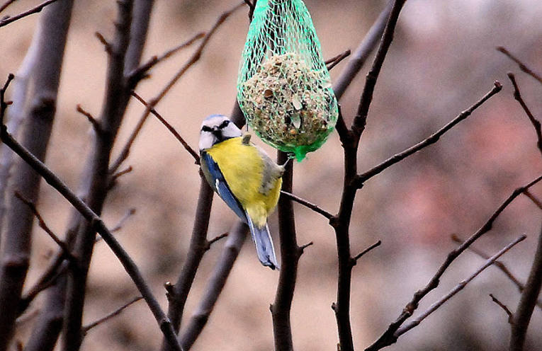 nutrire gli uccelli in inverno