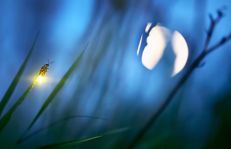 la magia delle lucciole