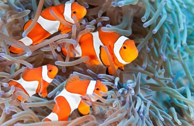 Effetto nemo