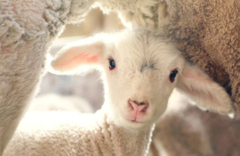 Gli agnelli non risorgono a pasqua