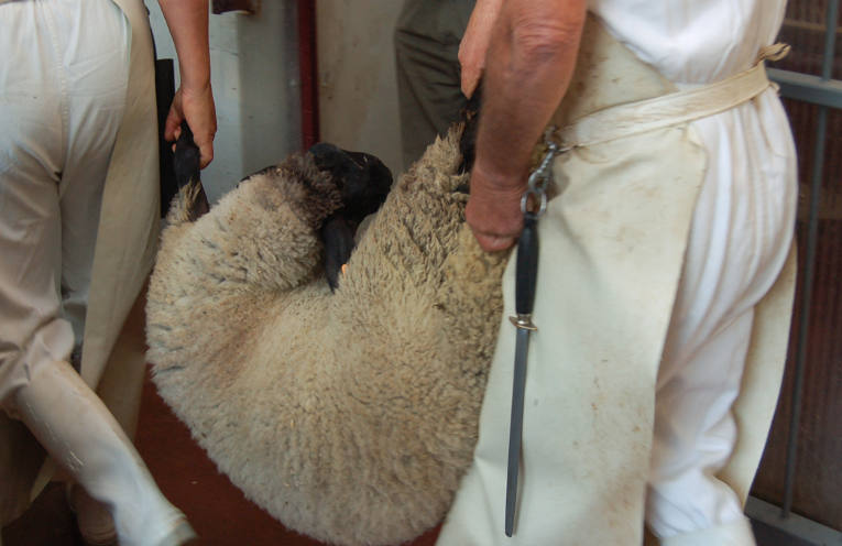 macello-lavoratori_essereanimali