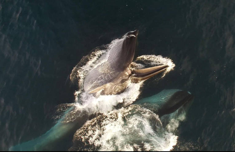 Balaenoptera physalus