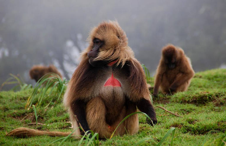 Gelada le scimmie d'Etiopia