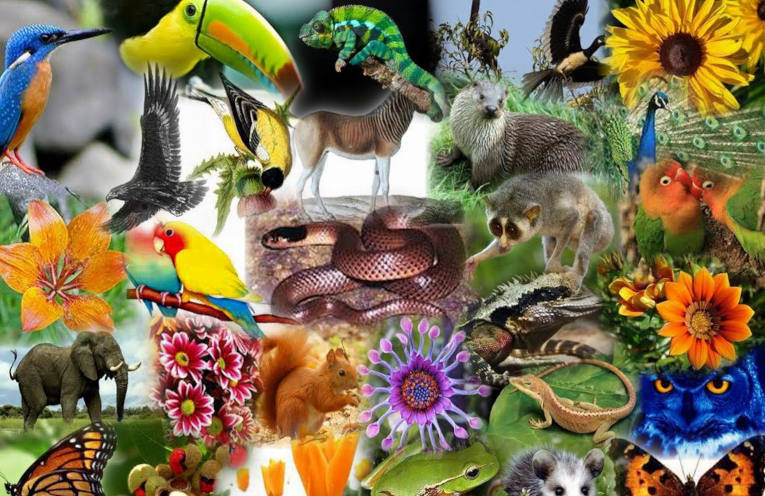 Biodiversità