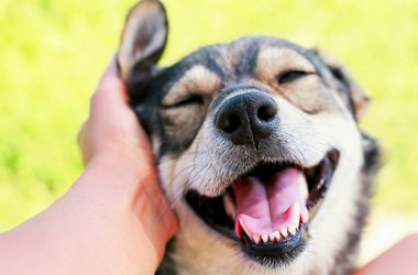 Le emozioni nel cane copertina